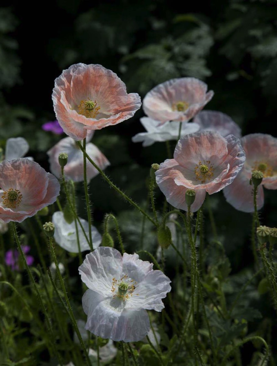 Stacks Image 661