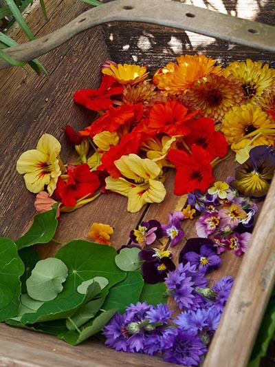 Fern_Verrow_Edible Flowers