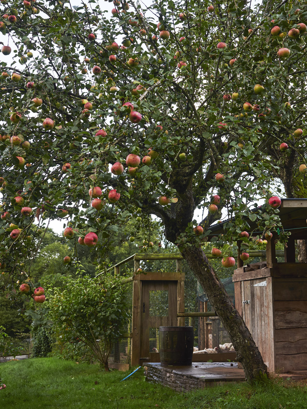 Fern_Verrow_Apple_tree